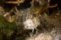 Salarias guttatus (Fine-Spotted Blenny)