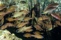 Ostorhinchus sealei (Bargill Cardinalfish)