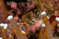 Diagramma pictum (Silver Sweetlips)