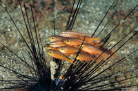 Ostorhinchus chrysotaenia (Yellowlined Cardinalfish)