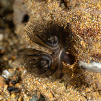 Phoronis australis (Southern Horseshoe Worm)