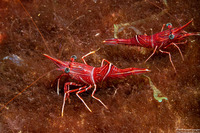 Rhynchocinetes durbanensis (Dancing Shrimp)