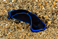 Tubulophilinopsis gardineri (Gardiner's Headshield Slug)