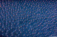 Pyrosoma atlanticum (Pyrosome)