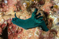 Nembrotha milleri (Miller's Nembrotha)