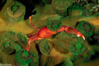 Quadrella boopsis (Hairy Coral Crab)