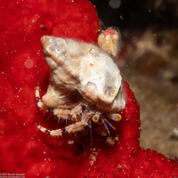 Pagurus sp.2 (Orange-Banded Hermit Crab)