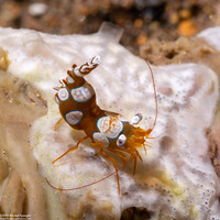 Thor amboinensis (Squat Shrimp)