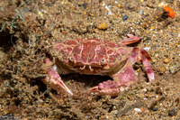 Demania cultripes (Grooved Demania)