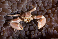 Neopetrolisthes maculatus (Spotted Porcelain Crab)