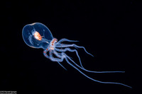 Wunderpus photogenicus (Wunderpus)