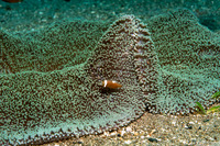 Stichodactyla haddoni (Haddon's Sea Anemone)