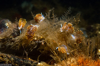 Hermissenda opalescens (Opalescent Nudibranch)