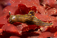 Polycera atra (Black Dorid)