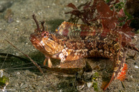 Neoclinus uninotatus (Onespot Fringehead)