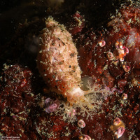 Psolidium bidiscum (Pink Pedal Cucumber)
