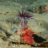 Pachycerianthus fimbriatus (Tube-Dwelling Anemone)