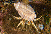 Isocheles pilosus (Moonsnail Hermit Crab)