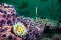 Strongylocentrotus purpuratus (Purple Sea Urchin)