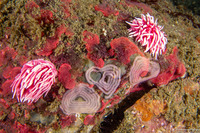 Okenia rosacea (Hopkins' Rose Nudibranch)