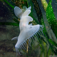 Melibe leonina (Lion's Mane Nudibranch)
