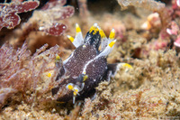 Polycera hedgpethi (Hedgpeth's Dorid)