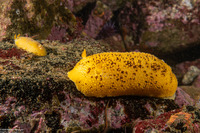 Peltodoris nobilis (Sea Lemon)