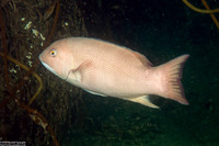 Semicossyphus pulcher (California Sheephead)