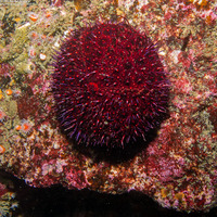 Strongylocentrotus purpuratus (Purple Sea Urchin)
