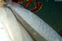 Doryteuthis opalescens (Market Squid)