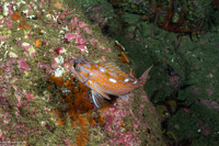Sebastes rosaceus (Rosy Rockfish)