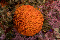 Tethya aurantium (Orange Puffball Sponge)