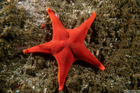Mediaster aequalis (Red Sea Star)
