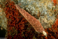 Pisaster ochraceus (Ochre Star)