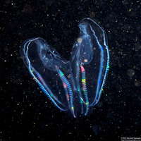 Bolinopsis infundibulum (Lobed Comb Jelly)