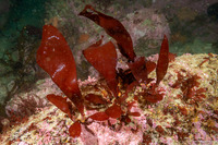 Palmaria hecatensis (Stiff Red Ribbon)