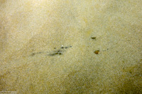 Platyrhinoidis triseriata (Thornback)