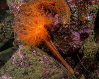 Cucumaria miniata (Orange Sea Cucumber)