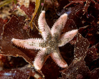 Leptasterias hexactis (Six-Arm Star)