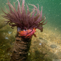 Pachycerianthus fimbriatus (Tube-Dwelling Anemone)