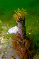 Dendronotus iris (Rainbow Dendronotus)