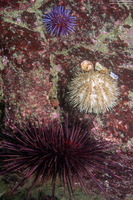 Strongylocentrotus purpuratus (Purple Sea Urchin)