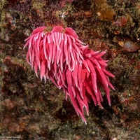 Okenia rosacea (Hopkins' Rose Nudibranch)
