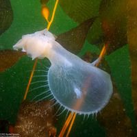Melibe leonina (Lion's Mane Nudibranch)