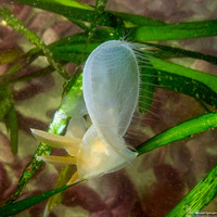 Melibe leonina (Lion's Mane Nudibranch)