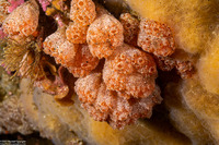 Synoicum parfustis (Synoicum Parfustis)