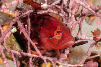 Gibbonsia montereyensis (Crevice Kelpfish)