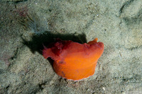 Dendronotus iris (Rainbow Dendronotus)