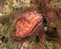 Terebratalia transversa (Common Lampshell)