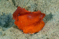 Dendronotus iris (Rainbow Dendronotus)